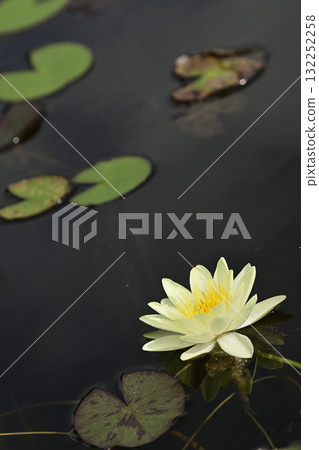 睡蓮 132252258