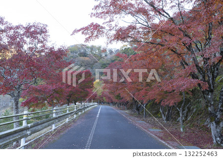 Maple leaves and road 132252463