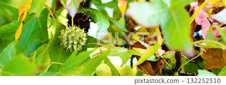 Close up of sweetgum autumn leaves and spiky green seed ball. American storax 132252510
