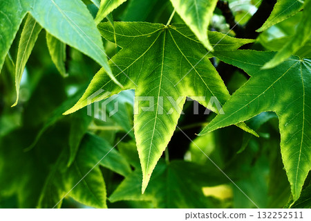 Autumn sweetgum tree with vibrant green yellow leaves on branches. Liquidambar or American storax Autumn sweetgum tree with vibrant green yellow leaves on branches. Liquidambar or American storax 132252511