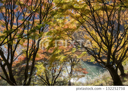 Autumn leaves of Lake Tanzawa 132252738