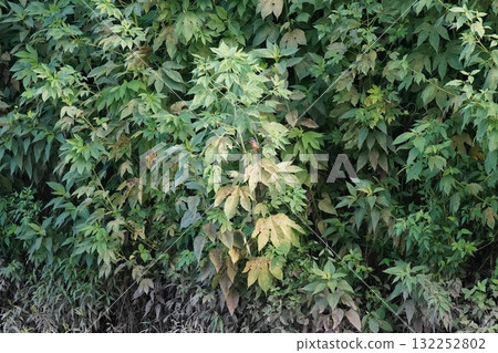 Jade Jade 132252802