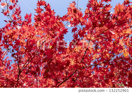 Autumn leaves of maple Autumn leaves of maple 132252901