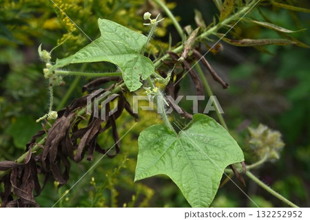 牛蒡的花和果實，牛蒡，濕地群落，日本最嚴重的100種外來入侵物種 132252952