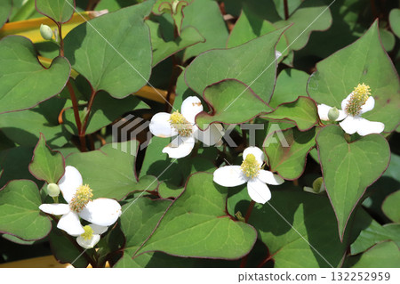 Houttuynia cordata flower 132252959