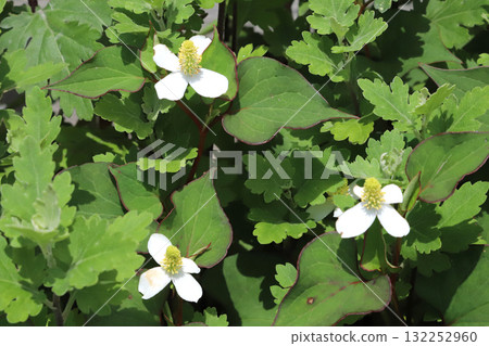 Houttuynia cordata flower 132252960