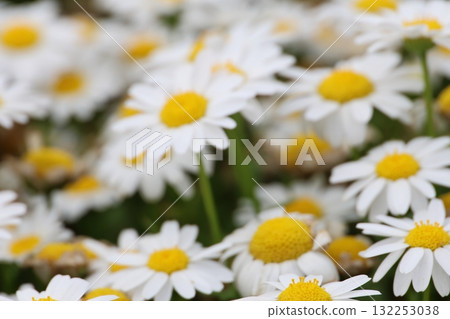 瑪格麗特的小組 132253038