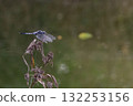 Dragonfly on the waterfront 132253156