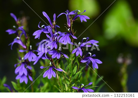 Flowers of the marsh bellflower, marsh bellflower, marsh plants, poisonous plants containing alkaloids 132253161