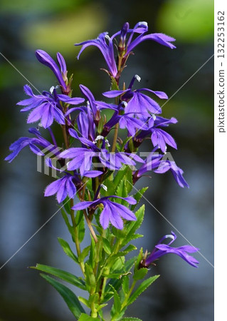 Flowers of the marsh bellflower, marsh bellflower, marsh plants, poisonous plants containing alkaloids 132253162