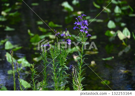 Flowers of the marsh bellflower, marsh bellflower, marsh plants, poisonous plants containing alkaloids 132253164