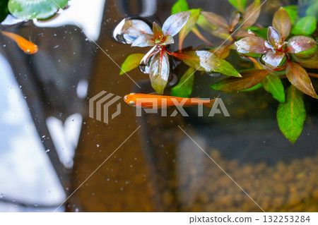 青鱂魚在睡蓮盆中游泳 132253284