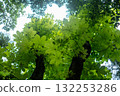 新綠季節的綠葉很美 132253286