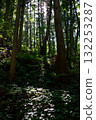 閃耀的陽光透過森林的樹木 132253287