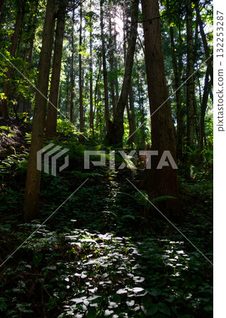 Sparkling sunlight filtering through the trees in the forest 132253287