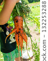孩子的手拿著一根收穫的紅蘿蔔，形狀像一個人 132253288