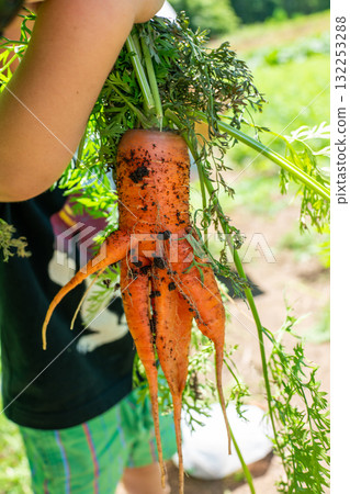 孩子的手拿著一根收穫的紅蘿蔔，形狀像一個人 132253288