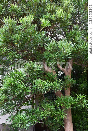 Inumaki fruit, a dioecious evergreen coniferous tree. The red stalks are edible, but the blue-green parts (seeds) are poisonous. Inumaki fruit, a dioecious evergreen coniferous tree. The red stalks are edible, but the blue-green parts (seeds) are poisonous. 132253361