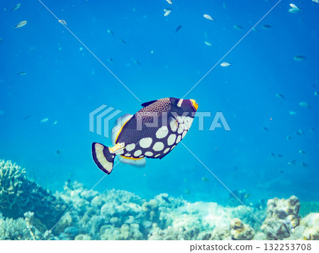 美麗的鱗魨和其他魚類。美麗的珊瑚礁和熱帶魚群。沖繩縣島尻郡慶良間諸島座間味島阿室島 2025 美麗的鱗魨和其他魚類。美麗的珊瑚礁和熱帶魚群。沖繩縣島尻郡慶良間諸島座間味島阿室島 2025 132253708