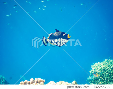 美麗的鱗魨和其他魚類。美麗的珊瑚礁和熱帶魚群。沖繩縣島尻郡慶良間諸島座間味島阿室島 2025 132253709