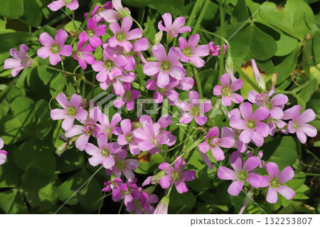 bellflower oxalis flower bellflower oxalis flower 132253807