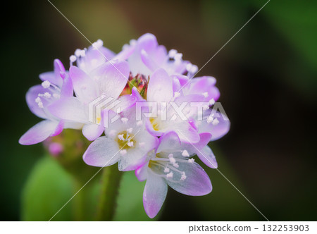 溝蕎麥開出可愛的粉紅色花朵 溝蕎麥開出可愛的粉紅色花朵 132253903