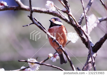 山雀棲息在一棵李子樹上 132253983