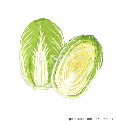 Watercolor illustration of whole and halved Chinese cabbage | Hand-drawn, winter vegetables, food materials Watercolor illustration of whole and halved Chinese cabbage | Hand-drawn, winter vegetables, food materials 132254024