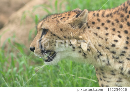 A cheetah wanders around drooling before dinner 132254026