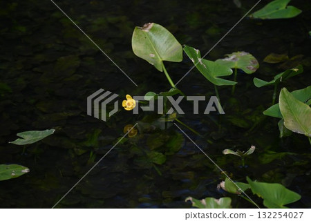 水大戟花,河骨,日本特有,瀕危水生植物,稀有花卉 水大戟花,河骨,日本特有,瀕危水生植物,稀有花卉 132254027