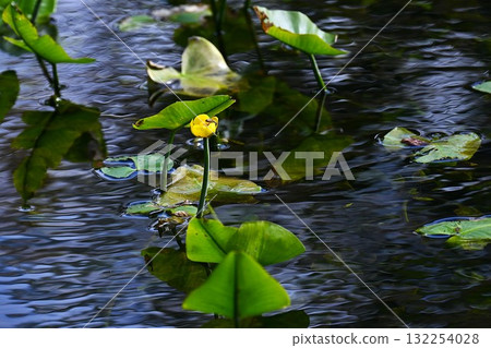 Water spurge flower, river bone, endemic to Japan, endangered aquatic plants, rare flowers 132254028