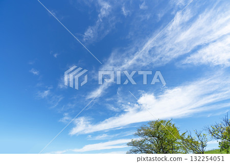 藍天,白雲和樹林 藍天,白雲和樹林 132254051