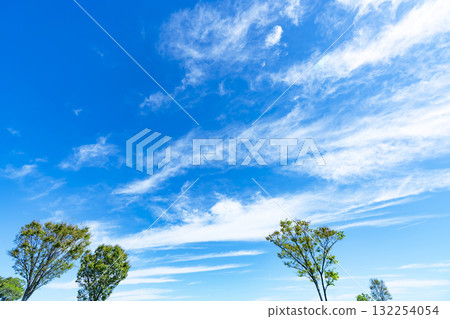 Blue sky, clouds and grove 132254054