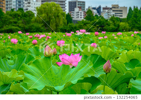 蓮花(上野公園不忍池) 蓮花(上野公園不忍池) 132254065