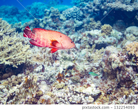Beautiful rainbow grouper and other fish. Beautiful coral reefs and schools of tropical fish. Okinawa Prefecture, Shimajiri District, Kerama Islands, Zamami Island, Amuro Island - 2025 132254093