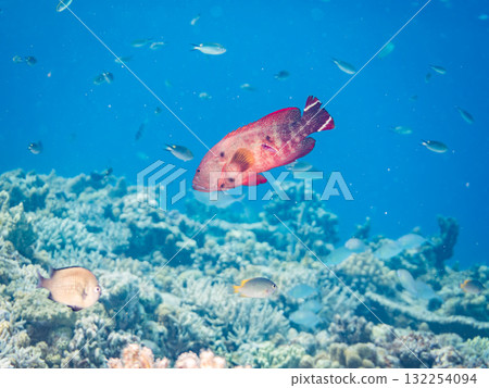 美麗的彩虹石斑魚和其他魚類。美麗的珊瑚礁和熱帶魚群。沖繩縣島尻郡慶良間諸島座間味島阿室島 - 2025 美麗的彩虹石斑魚和其他魚類。美麗的珊瑚礁和熱帶魚群。沖繩縣島尻郡慶良間諸島座間味島阿室島 - 2025 132254094