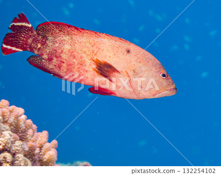 Beautiful rainbow grouper and other fish. Beautiful coral reefs and schools of tropical fish. Okinawa Prefecture, Shimajiri District, Kerama Islands, Zamami Island, Amuro Island - 2025 132254102