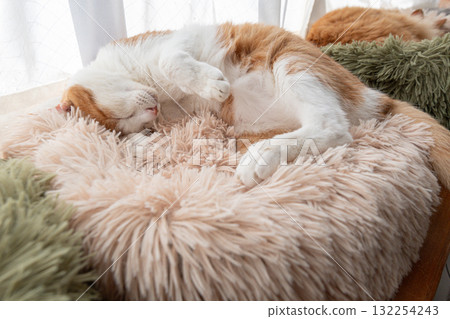 Sleeping cat brown tiger white Sleeping cat brown tiger white 132254243