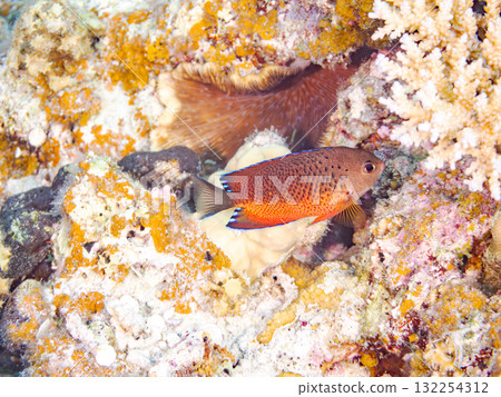 美麗的紅腹神仙魚和其他魚類。美麗的珊瑚礁和熱帶魚群。沖繩縣島尻郡慶良間諸島座間味島阿室島2025 132254312