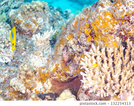 美麗的紅腹神仙魚和其他魚類。美麗的珊瑚礁和熱帶魚群。沖繩縣島尻郡慶良間諸島座間味島阿室島2025 132254313