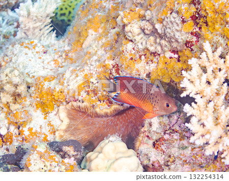 美麗的紅腹神仙魚和其他魚類。美麗的珊瑚礁和熱帶魚群。沖繩縣島尻郡慶良間諸島座間味島阿室島2025 132254314