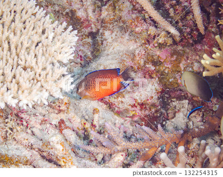 Beautiful red-bellied angelfish and other fish. Beautiful coral reefs and schools of tropical fish. Okinawa Prefecture, Shimajiri District, Kerama Islands, Zamami Island, Amuro Island 2025 132254315