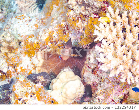 Beautiful red-bellied angelfish and other fish. Beautiful coral reefs and schools of tropical fish. Okinawa Prefecture, Shimajiri District, Kerama Islands, Zamami Island, Amuro Island 2025 Beautiful red-bellied angelfish and other fish. Beautiful coral reefs and schools of tropical fish. Okinawa Prefecture, Shimajiri District, Kerama Islands, Zamami Island, Amuro Island 2025 132254317
