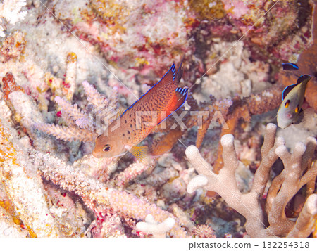美麗的紅腹神仙魚和其他魚類。美麗的珊瑚礁和熱帶魚群。沖繩縣島尻郡慶良間諸島座間味島阿室島2025 美麗的紅腹神仙魚和其他魚類。美麗的珊瑚礁和熱帶魚群。沖繩縣島尻郡慶良間諸島座間味島阿室島2025 132254318