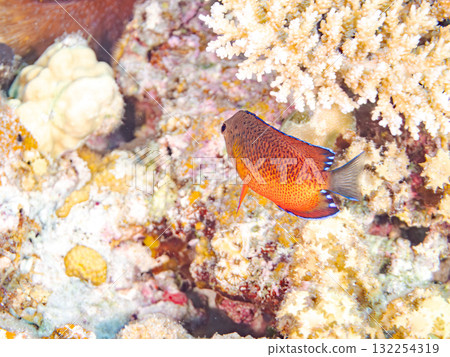 美麗的紅腹神仙魚和其他魚類。美麗的珊瑚礁和熱帶魚群。沖繩縣島尻郡慶良間諸島座間味島阿室島2025 132254319