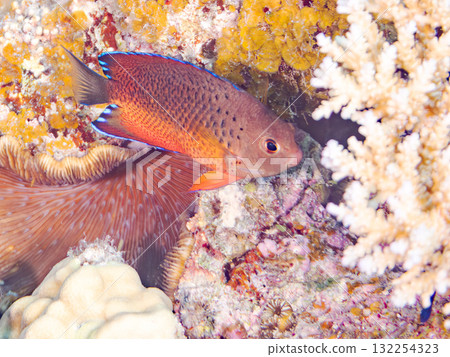 Beautiful red-bellied angelfish and other fish. Beautiful coral reefs and schools of tropical fish. Okinawa Prefecture, Shimajiri District, Kerama Islands, Zamami Island, Amuro Island 2025 132254323