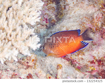 Beautiful red-bellied angelfish and other fish. Beautiful coral reefs and schools of tropical fish. Okinawa Prefecture, Shimajiri District, Kerama Islands, Zamami Island, Amuro Island 2025 Beautiful red-bellied angelfish and other fish. Beautiful coral reefs and schools of tropical fish. Okinawa Prefecture, Shimajiri District, Kerama Islands, Zamami Island, Amuro Island 2025 132254325