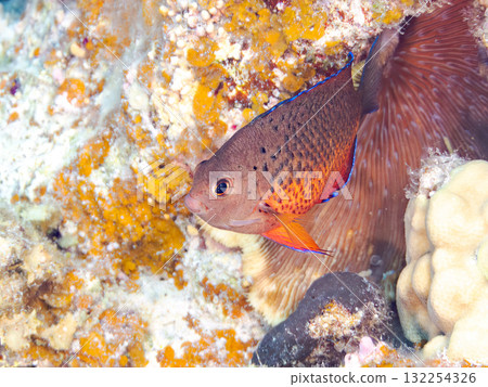 Beautiful red-bellied angelfish and other fish. Beautiful coral reefs and schools of tropical fish. Okinawa Prefecture, Shimajiri District, Kerama Islands, Zamami Island, Amuro Island 2025 132254326