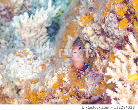 美麗的紅腹神仙魚和其他魚類。美麗的珊瑚礁和熱帶魚群。沖繩縣島尻郡慶良間諸島座間味島阿室島2025 美麗的紅腹神仙魚和其他魚類。美麗的珊瑚礁和熱帶魚群。沖繩縣島尻郡慶良間諸島座間味島阿室島2025 132254328