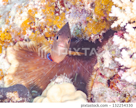 Beautiful red-bellied angelfish and other fish. Beautiful coral reefs and schools of tropical fish. Okinawa Prefecture, Shimajiri District, Kerama Islands, Zamami Island, Amuro Island 2025 132254330